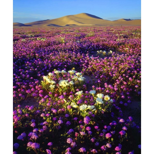 CA, desert wildflowers at the Dumont Dunes